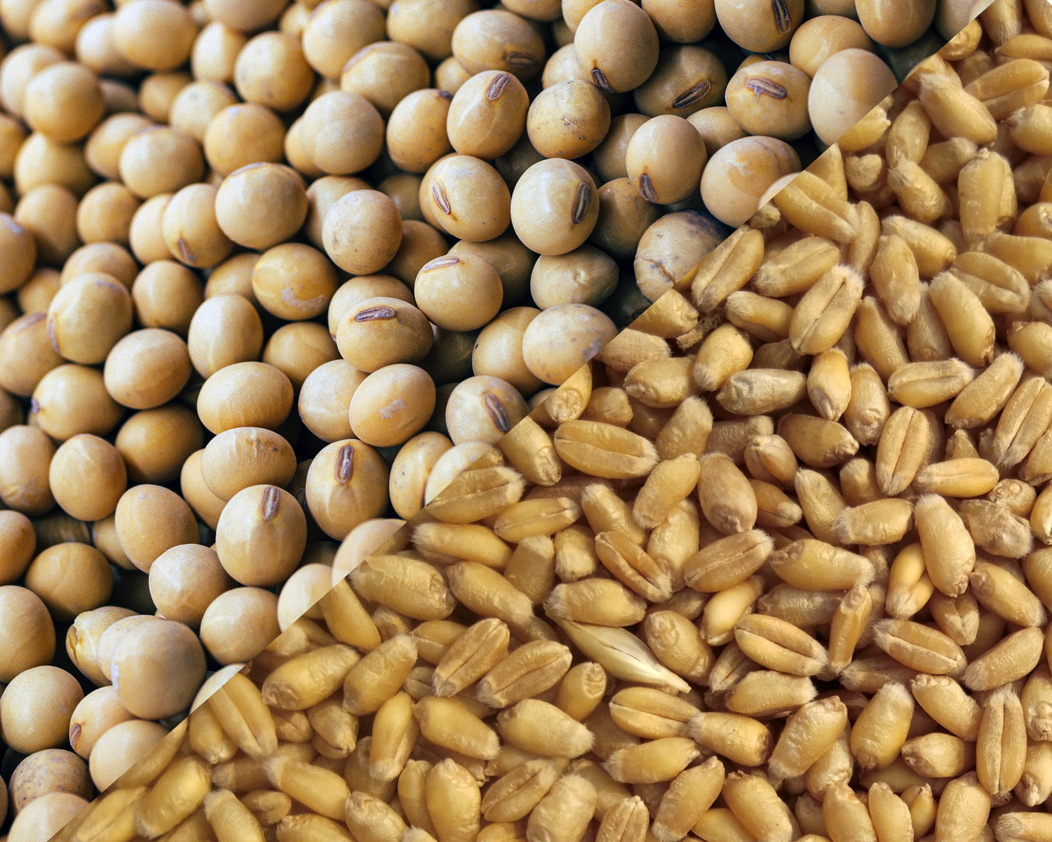soybeans and wheat